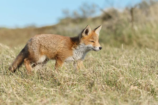 Red Fox Mládě Přírodě Slunečný Jarní Den — Stock fotografie