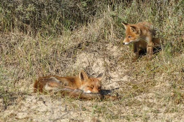 红色狐狸在自然在一个晴朗的春天天 — 图库照片