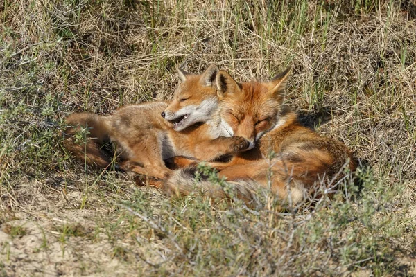 Red Foxes Nature Sunny Spring Day — Stock Photo, Image