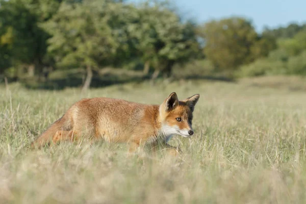 Filhote Raposa Vermelha Natureza Dia Primavera Ensolarado — Fotografia de Stock