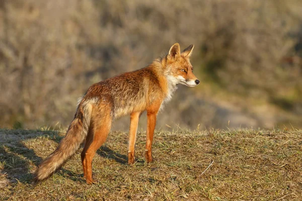 Zorro Rojo Naturaleza Soleado Día Primavera — Foto de Stock