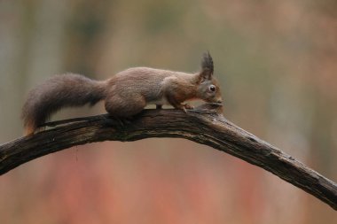 Ormandaki Kızıl Sincap