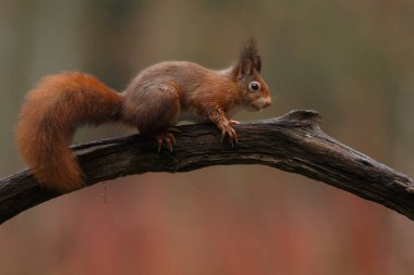 Ormandaki Kızıl Sincap