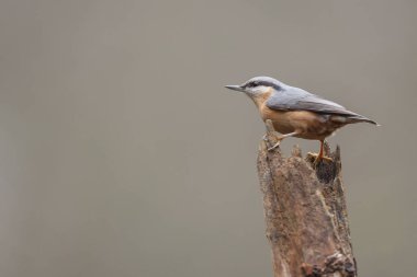 Güzel bir arka plan ile bir ormandaki sıvacı kuşu