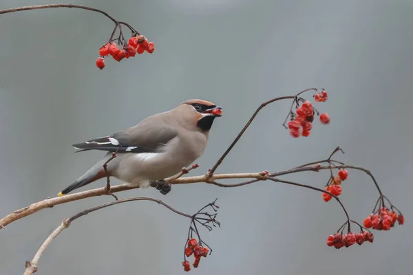 Bohemian Waxing Bombycilla Garrulus Eating Berry — Stock Photo, Image