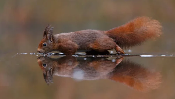 Κόκκινο Σκίουρο Ένα Σύμπλεγμα Δομών Μια Αντανάκλαση Στο Νερό — Φωτογραφία Αρχείου
