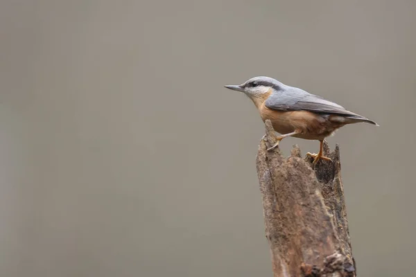 Nuthatch Лесу Приятным Фоном — стоковое фото