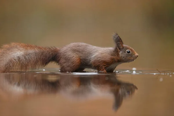Red Squirrel Forest Reflection Water — Stock Photo, Image