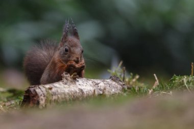 Kızıl sincap hayvan bir ormanda