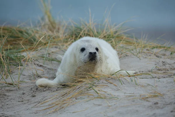 Baby Grey Seal Stranden — Stockfoto