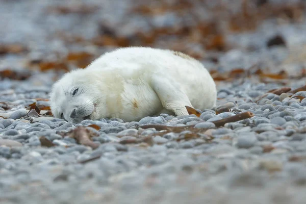 Baby Grey Seal Stranden — Stockfoto