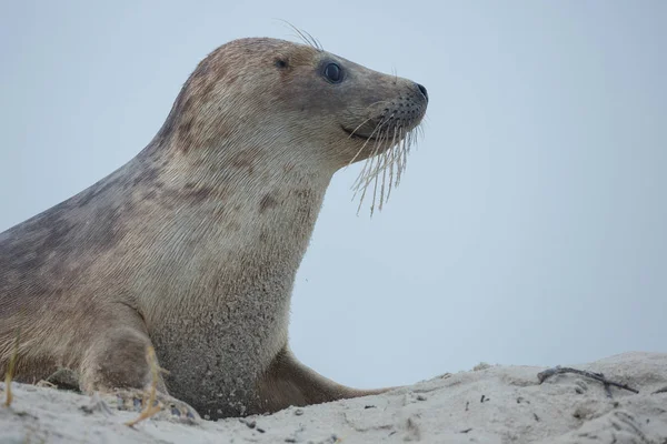 Sello Gris Una Playa Durante Invierno — Foto de Stock