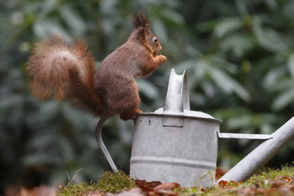 Red squirrel animal in a forest