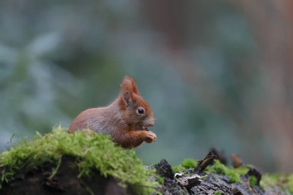 Red squirrel animal in a forest