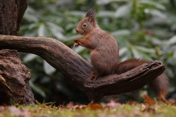 Red squirrel animal in a forest