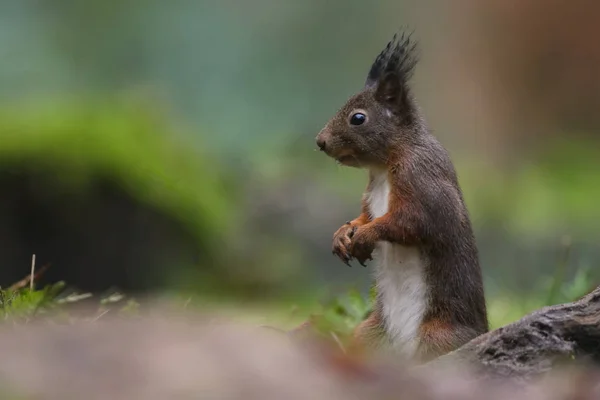 Esquilo Vermelho Animal Uma Floresta — Fotografia de Stock