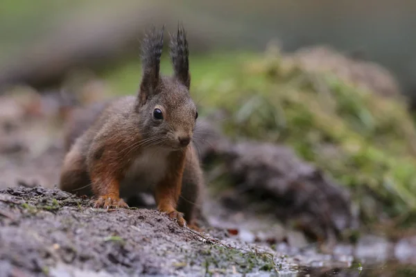 Red squirrel animal in a forest