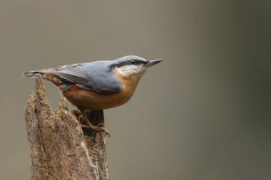 Güzel bir arka plan ile bir ormandaki sıvacı kuşu.
