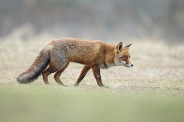 Kırmızı tilki yavrusu doğa bir güneşli bahar gününde.