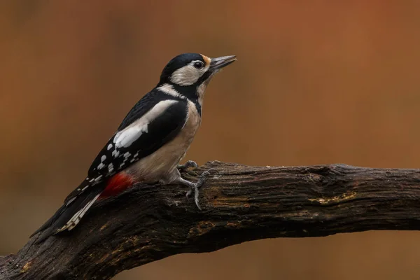 Gran Pájaro Carpintero Manchado Dendrocopos Major —  Fotos de Stock