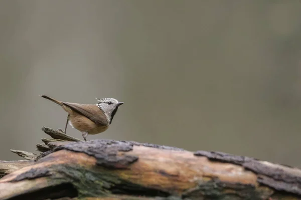 European Crested Tit Tree — Stock Photo, Image