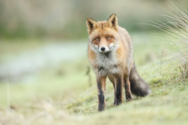 Red Fox Cub Naturen Solig Vårdag — Stockfoto