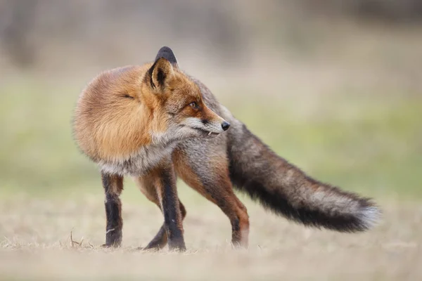 Red Fox Mládě Přírodě Slunečný Jarní Den — Stock fotografie