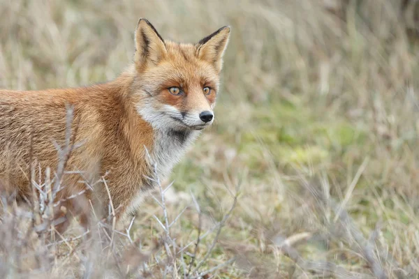 Rotfuchsjunges Der Natur Einem Sonnigen Frühlingstag — Stockfoto