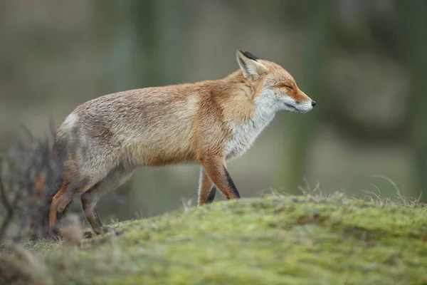 Red Fox Cub Naturen Solig Vårdag — Stockfoto