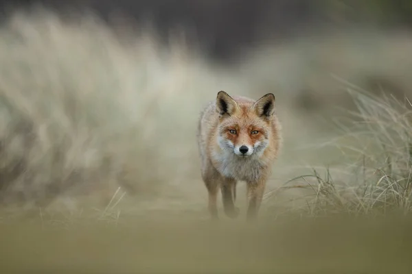 Κόκκινη Αλεπού Cub Στη Φύση Μια Ηλιόλουστη Ημέρα Άνοιξη — Φωτογραφία Αρχείου