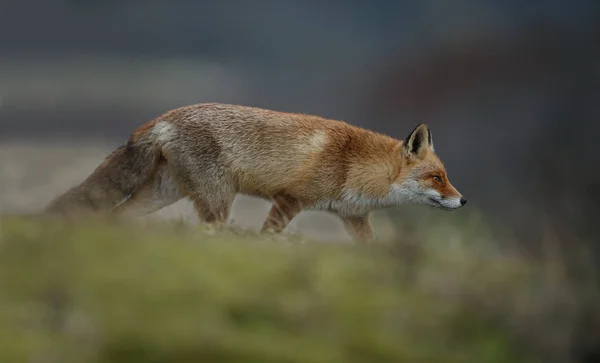 Rotfuchsjunges Der Natur Einem Sonnigen Frühlingstag — Stockfoto