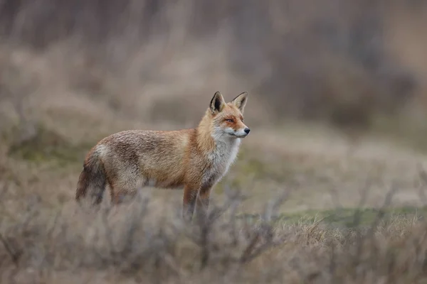 Red Fox Cub Naturen Solig Vårdag — Stockfoto