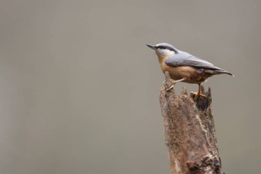 Kerkenez akşam ışık