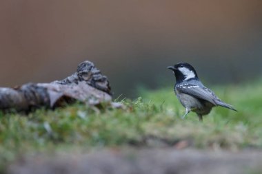 Kerkenez akşam ışık