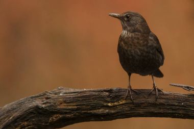 Kerkenez akşam ışık