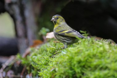 Kerkenez akşam ışık