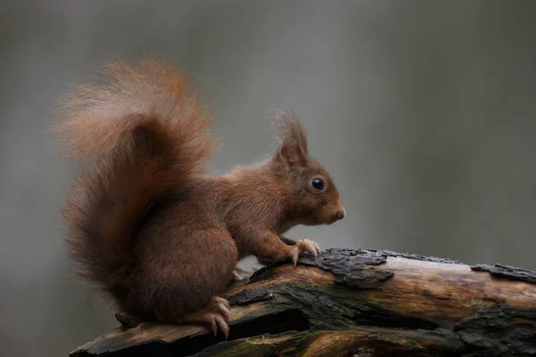 Vörös mókus az erdőben — Stock Fotó