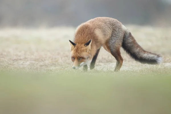 Petit Renard Roux Dans Nature Par Une Journée Ensoleillée Printemps — Photo