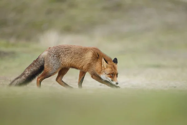 Red Fox Mládě Přírodě Slunečný Jarní Den — Stock fotografie