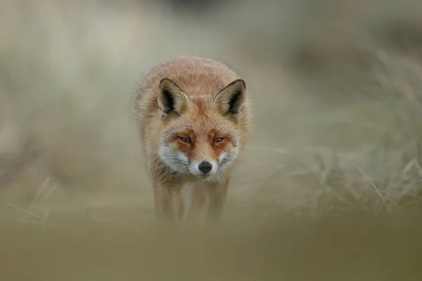 Red Fox Cub Przyrodzie Słoneczny Wiosenny Dzień — Zdjęcie stockowe