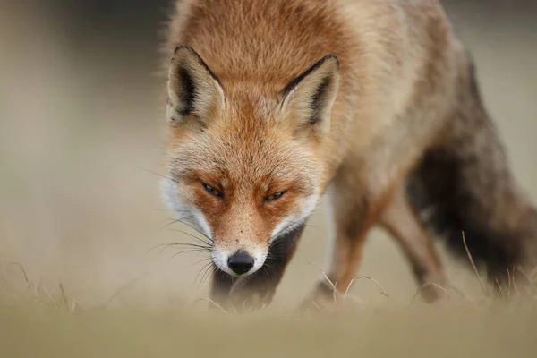 晴れた春の日に自然の赤狐カブ — ストック写真