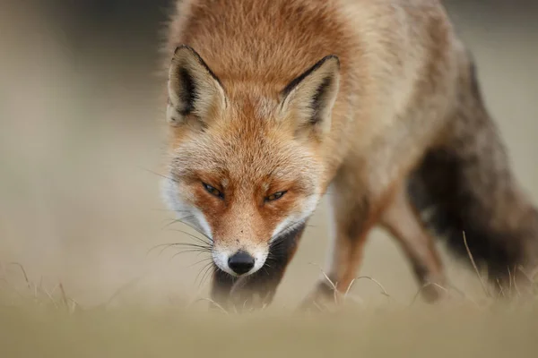 Red fox cub in nature on a sunny spring day.