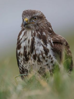 Batı marsh harrier 