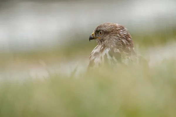 Western Marsh Harrier — Stockfoto