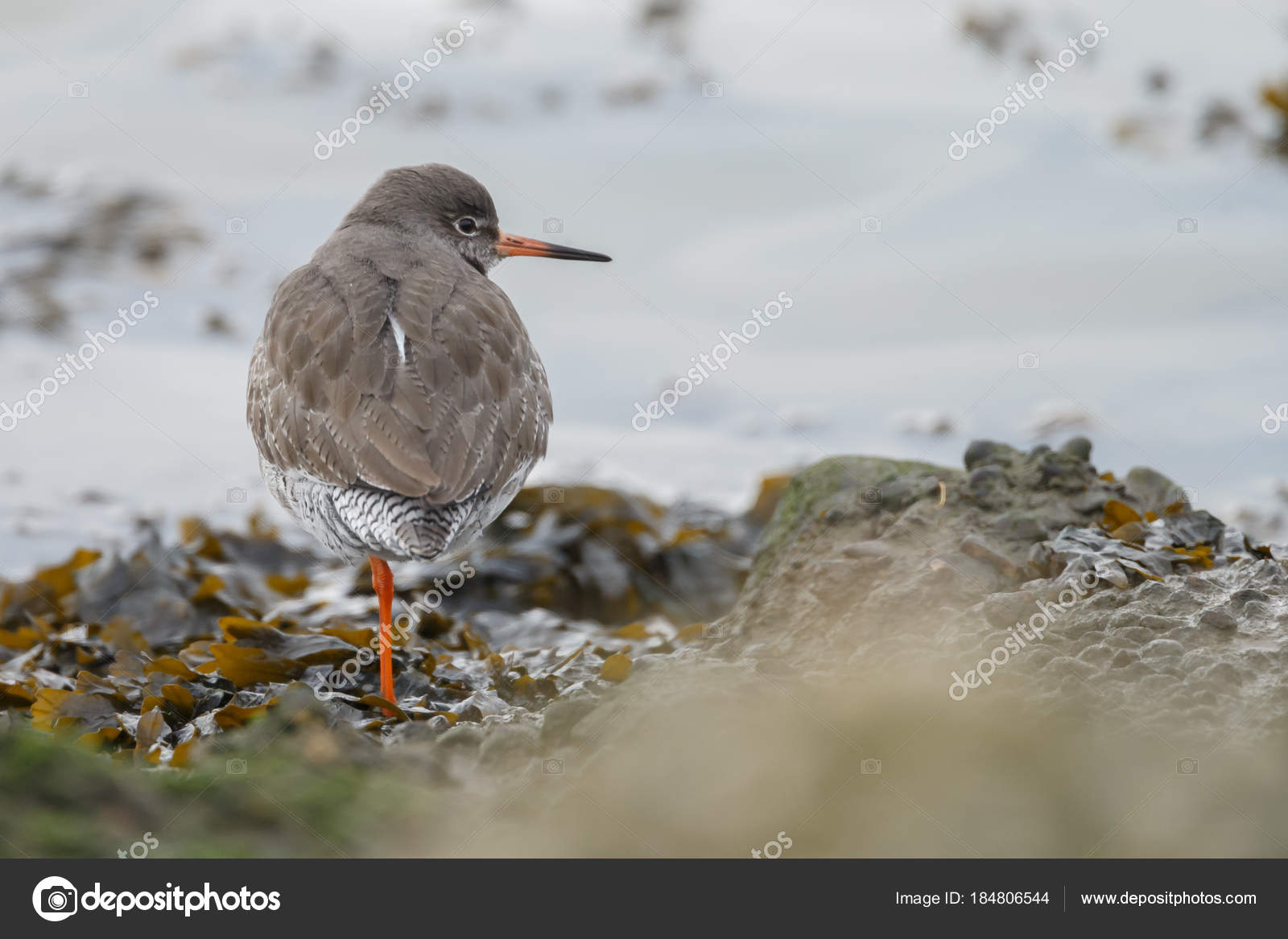 Grauer Vogel Mit Langem Roten Schnabel Und Beinen Die Auf Stockfotografie Lizenzfreie Fotos C Mennoschaefer Depositphotos