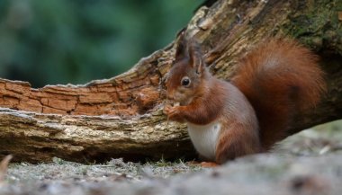 View of fluffy red squirrel standing on asphalt and eating hazelnut on broken tree background clipart
