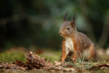 Kabarık Kızıl sincap yere gizlice