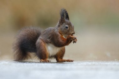 Side view of red squirrel standing and eating hazelnut on blurred background clipart