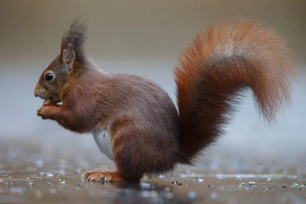 Side View Pretty Red Squirrel Standing Asphalt Eating Hazelnut Blurred — Stock Photo, Image