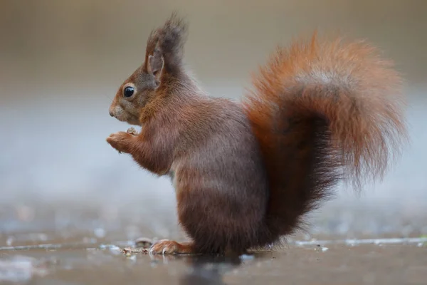 Närbild Fluffiga Ekorre Stående Våt Asfalt Suddig Bakgrund — Stockfoto